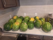Watermelons-ready