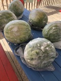 Watermelons